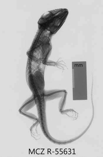 Media type: image;   Herpetology R-55631 Aspect: dorsoventral x-ray